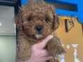 Poodle erkek 55 gunluk ev bakimli yavru
