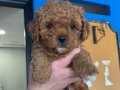 Poodle erkek iki aylik ev bakimli