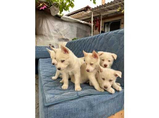 Beyaz husky yavrularımız