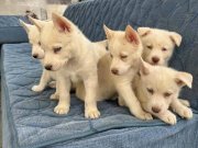 Beyaz husky yavrularımız