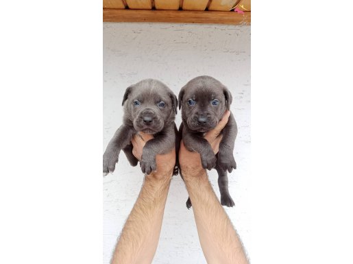 Blue cane corso mastif bebekler