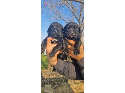Siyah mastif cane corso dev bebekler
