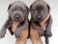 Blue cane corso mastif bebekler