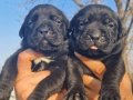 Siyah mastif cane corso dev bebekler