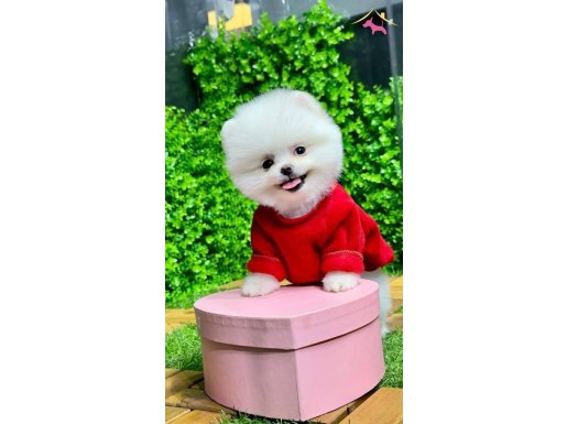 pomeranian yavrularımız  gelmiştir..