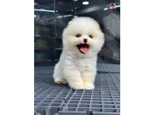 pomeranian yavrularımız  gelmiştir..
