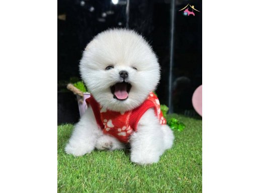 pomeranian yavrularımız  gelmiştir..