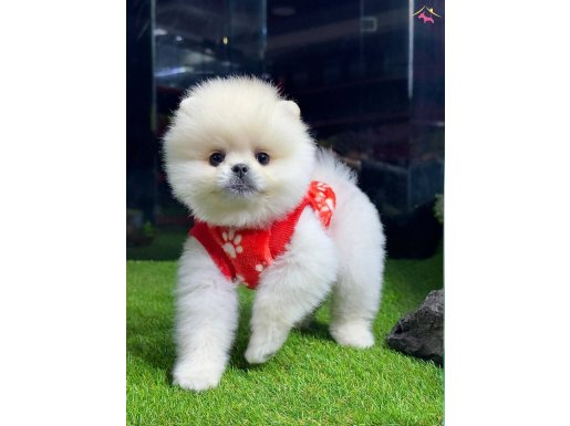 pomeranian yavrularımız  gelmiştir..