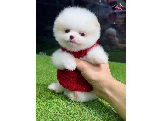 Pomeranian yavrularımız gelmiştir 