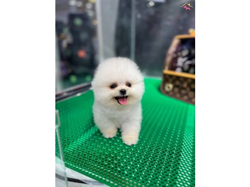 Ayı surat Pomeranian yavrularımız 