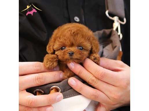 Poodle ırkının en güzelleri