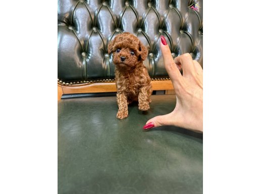 Safkan Orjinal Kore Poodle yavrumuz