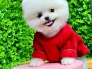 pomeranian yavrularımız  gelmiştir..