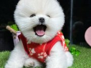 pomeranian yavrularımız  gelmiştir..