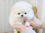 Irk Sağlık Garantili Bebekler Teddy Bear Garantili