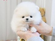 Irk Sağlık Garantili Bebekler Teddy Bear Garantili
