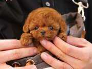 Poodle ırkının en güzelleri