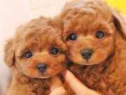 Üretim çiftliğinden wc eğitimli 