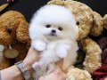 Irk Sağlık Garantili Bebekler Teddy Bear Garantili