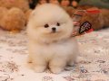 pomeranian yavrularımız  gelmiştir..