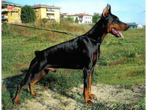 IRK GARANTİLİ KING DOBERMAN YAVRULARIM