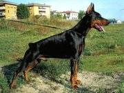 IRK GARANTİLİ KING DOBERMAN YAVRULARIM