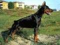 IRK GARANTİLİ KING DOBERMAN YAVRULARIM