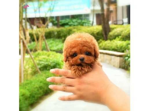 Fincan Boy Secereli Poodle Yavrularımız