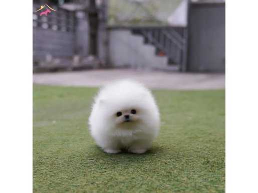 Kar Beyaz Teddy Bear garantili Pomeranian Bebekler