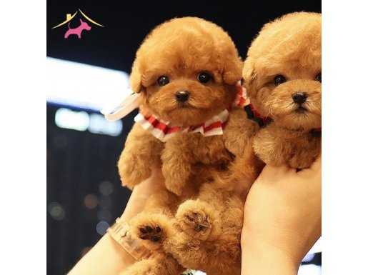 Irkın en nadir bebekleri Poodle yavrularımız