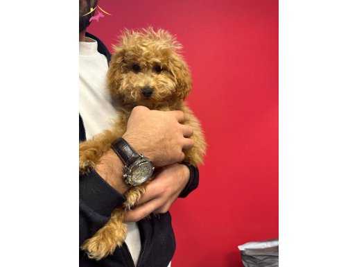 Kızıl Toy Poodle yavrumuz