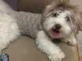 Havanase terrier 