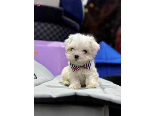 0 NUMARA MORKIE YAVRULAR 