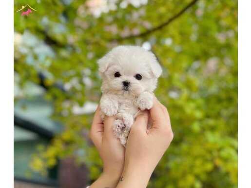 0 NUMARA BICHON FRİSE YAVRULAR 