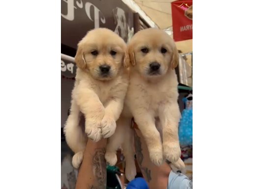 Orijinal golden retriever yavruları 