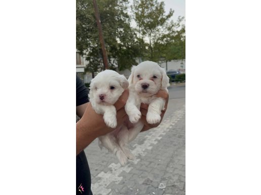 0 NUMARA MALTESE YAVRULAR 