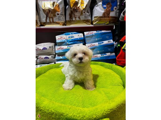 0 NUMARA MALTESE YAVRULAR 