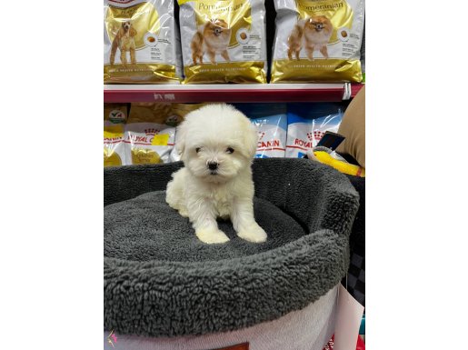 KORE MALTESE BEBEKLER
