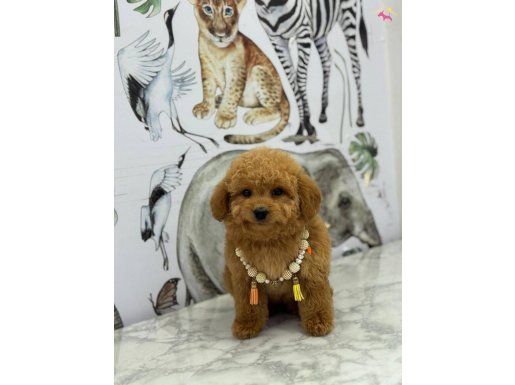 0 NUMARA EV DOĞUMLU MALTİPO BEBEKLER 