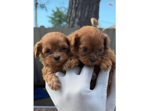 0 NUMARA MALTİPO BEBEKLER ( BÜYÜMEZ IRK VE SAĞLIK GARANTİLİ)