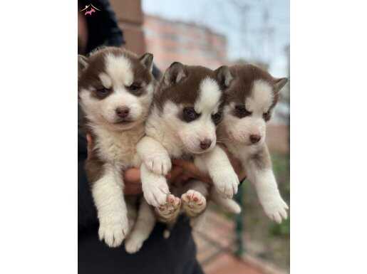 ORJİNAL HUSKY YAVRULAR ( MAĞAZADAN  IRK VE SAĞLIK GARANTİLİ)