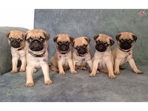 MİCRO BOY PUG YAVRULAR ( IRK VE SAĞLIK GARANTİLİ  MAĞAZADAN)