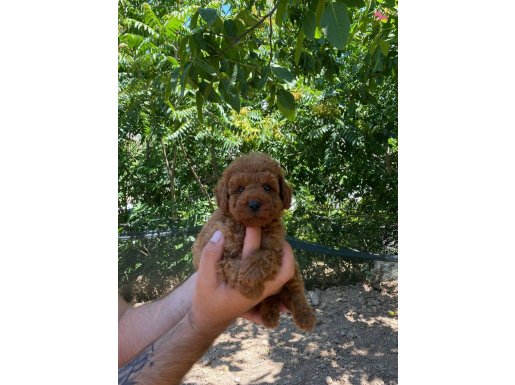 TOY POODLE YAVRULAR ( Irk ve saglik garantili ) 