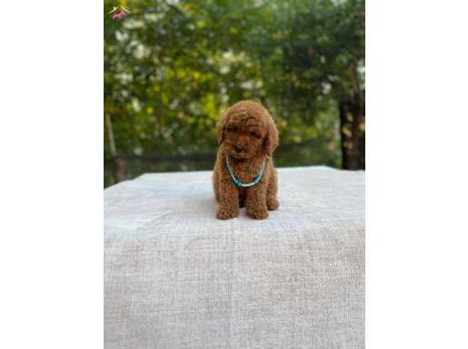EV DOĞUMLU TOY POODLE  YAVRULAR ( ORJİNAL  0  NUMARA ) 