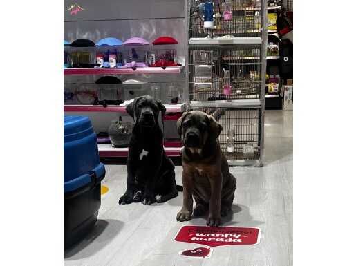 İRİ CANECORSO YAVRULAR 