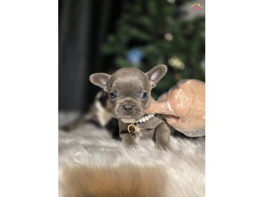 Blue Frenç yavrular 