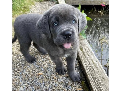 İRİ CORSA YAVRULAR UYGUN DEĞİLDİR 