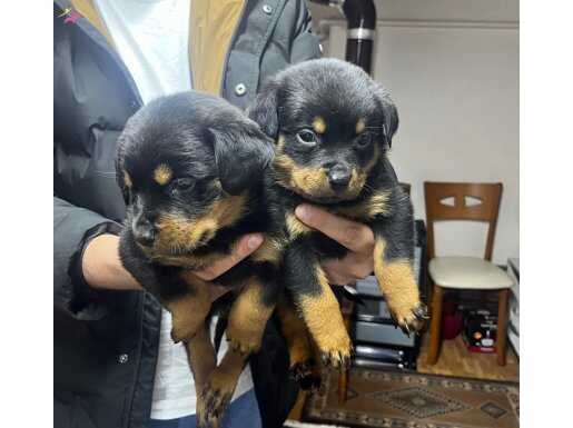 KOCAKAFA MACAR ROT BEBEKLER 