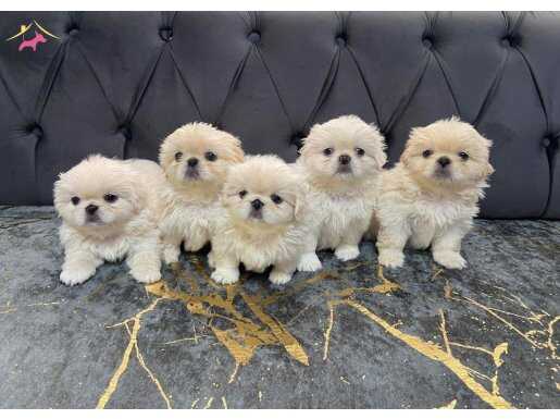 T-cup pekinez yavrular 