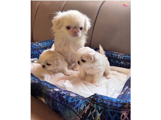 0 NUMARA EV DOĞUMLU YAVRULAR 